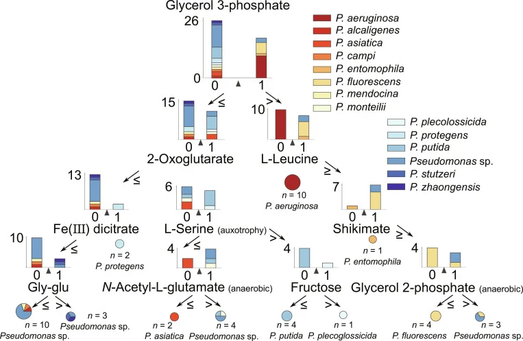 Decision tree classifier of Pseudomonas species based on the 405 simulated conditions across 44 strain-specific models. Bar plots represent the classes that are split by the decision tree based on the ability of the models to grow on each substrate. Arrows show the outcome of the decision. Pie chart