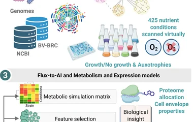 基于Flux-to-AI框架预测假单胞菌代谢能力与细胞包膜特性