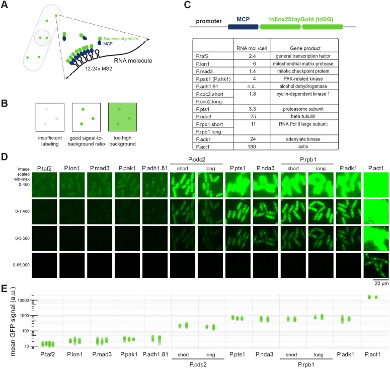 Screening constitutive S. pombe promoters to establish RNA imaging with MS2–MCP. (A) RNAs are tagged with stem-loops from the bacteriophage MS2. Dimers of MS2 coat protein (MCP) bind to each stem-loop structure. Tagging of MCP with a fluorescent protein allows for visualization of the RNA. (B) RNA s