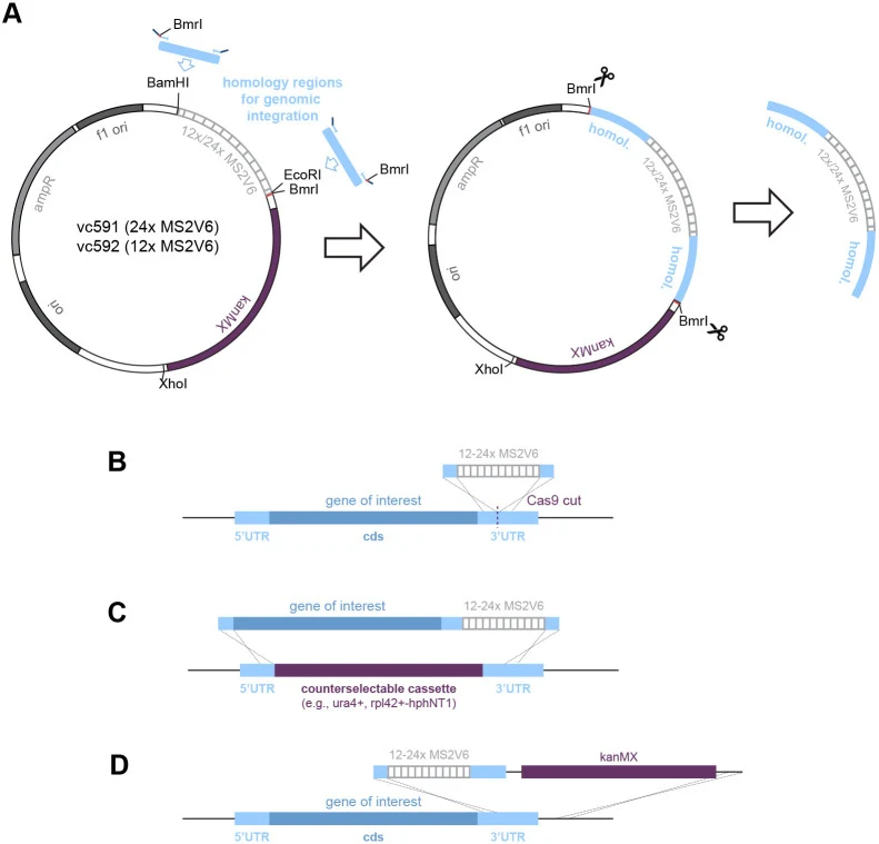 Vectors for attaching homology regions to MS2V6 repeats. (A) Vectors to append homology regions upstream and downstream of the MS2V6 repeats; vc591 (24× MS2V6) and vc592 (12× MS2V6) are slightly modified versions of Addgene plasmid #104393 and Addgene plasmid #104392 ( Tutucci et al., 2017 ). An Eco