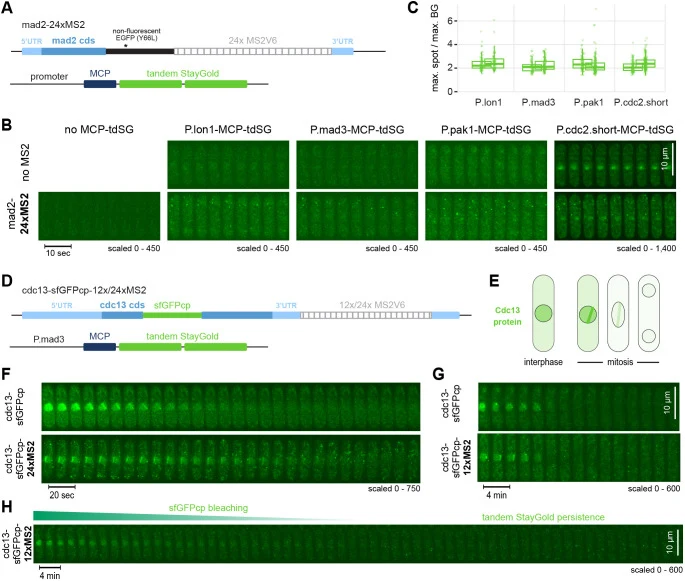 Visualization of single RNA molecules with MCP–tdSG expressed from different promoters. (A) The mad2 gene was tagged C-terminally with a non-fluorescent version of EGFP and the 24× MS2V6 cassette was inserted in the 3′UTR. MCP–tdSG was expressed from different promoters. (B) Short kymographs from li
