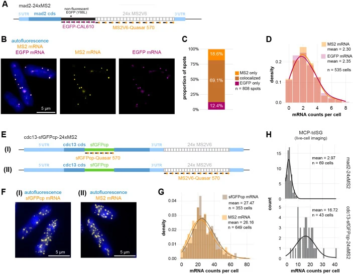 MS2 probes largely colocalize with probes against the coding sequence, and both yield similar mRNA numbers. (A) Schematic of two-colour RNA FISH with probes targeting the EGFP tag and the 24× MS2 tag in mad2 -darkEGFP-24xMS2 cells. (B) Representative images (maximum intensity projection) of the expe