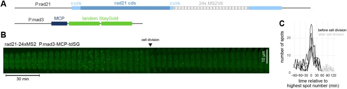 细胞周期依赖性cohesin rad21表达的 visualization。(A) rad21基因在3′UTR用24×MS2V6标记,并利用其自身启动子(P.rad21)整合到基因组ade6位点。MCP–tdSG从ura4位点由mad3启动子表达。(B) 活细胞成像的代表性kymograph。每5分钟记录一个Z-stack;显示的是Z-stack的最大强度投影。(C) 使用U-FISH对五个细胞中斑点数量的定量。曲线对齐到所测最大值。细胞分裂通过从……的转变来指示。