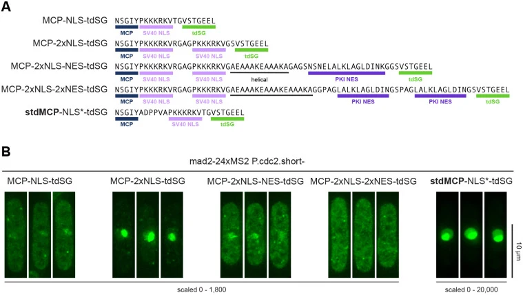 MCP–tdSG的空间分布可通过NLS和NES序列的不同组合进行调控。(A) NLS和NES组合概览。NLS和NLS*的区别在于MCP与SV40 NLS之间的连接序列不同。(B) 表达mad2–24×MS2及所示MCP–tdSG或stdMCP–tdSG构建体的菌株示例图像。MCP构建体由cdc2启动子表达。相同构建体由mad3启动子表达的结果见图S7。所有图像均以相同曝光条件记录;所示图像为Z-stack最大强度投影。