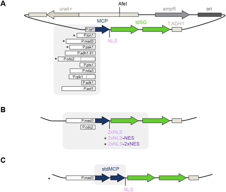 MCP–tdSG vectors for S. pombe expression. All vectors are derivatives of pUra4AfeI ( Vjestica et al., 2020 ) and can be integrated at the ura4 locus after linearization of the vector with AfeI. Vectors marked with an asterisk have been deposited at Addgene and RIKEN. Other vectors are available upon