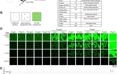 裂殖酵母中基于MS2-MCP系统的单分子RNA可视化技术