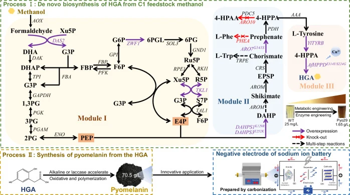 The pyomelanin biosynthetic pathway is divided into two processes. The first process is the synthesis of homogentisic acid (HGA) from methanol via three endogenous modules, including the central carbon metabolic pathway (Module I), shikimate pathway (Module Ⅱ), and HGA synthesis pathway (Module Ⅲ).