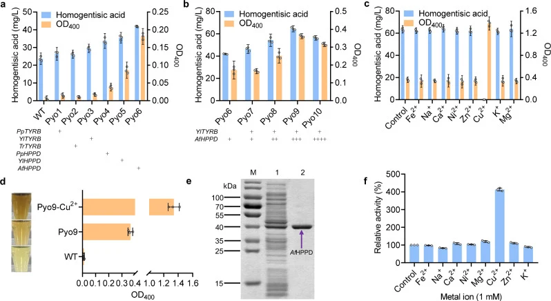 a Heterologous screening of TYRB and HPPD genes. b Copy number optimization strategy for YlTYRB and AfHPPD . c Effect of additional different metal ions on HGA production and OD 400 . d Comparison of OD 400 and color of wild type (WT), strain Pyo9, and strain Pyo9 with Cu 2+ added. e SDS-PAGE analys