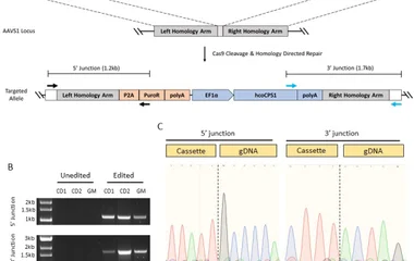 Design and validation of CRISPR/Cas9 editing in iPSCs at the AAVS1 locus . A . Schematic of the overall CRISPR/Cas9 stra