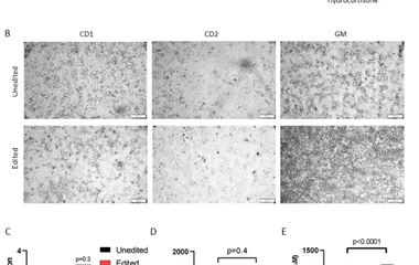 Differentiation of iPSCs to HLCs . A . Schematic diagram of the hepatic differentiation strategy. iPSCs are directed pro