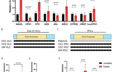 Investigating the factors contributing to differential ammonia metabolism in unedited and edited HLCs . A . Fold change 