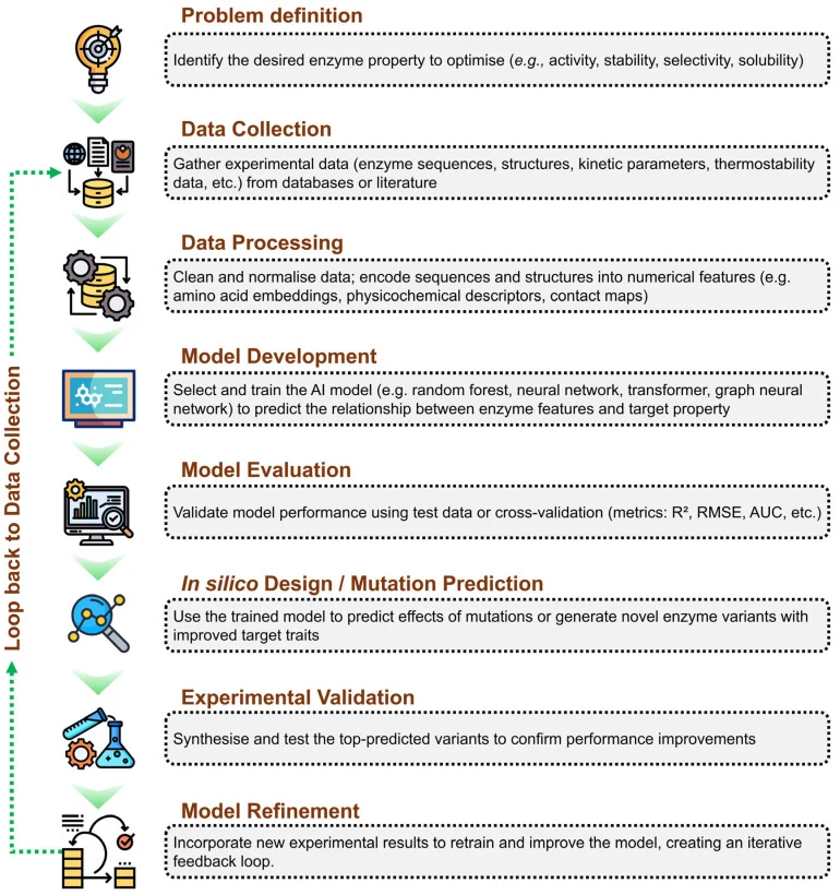 Workflow of an AI-driven enzyme engineering approach. Stepwise representation of the artificial intelligence-based workflow for enzyme optimisation, including problem definition, data collection and processing, model development and evaluation, in silico mutation prediction, experimental validation,