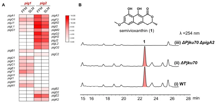 Comparative transcriptomics and targeted gene disruption establish pig2 as the essential active naphthopyranone biosynthetic gene cluster. ( A ) Heatmap showing the transcriptional profiles of orthologous and unique genes within the pig1 and pig2 clusters under FFM and SLM culture conditions. The co