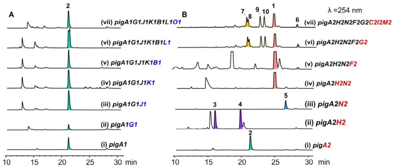 HPLC profiles of A. oryzae NSAR1 transformants. ( A ) pig1 BGC; ( B ) pig2 BGC. Peaks labeled 1 – 10 correspond to the compounds described in the text, with colors for visual distinction.