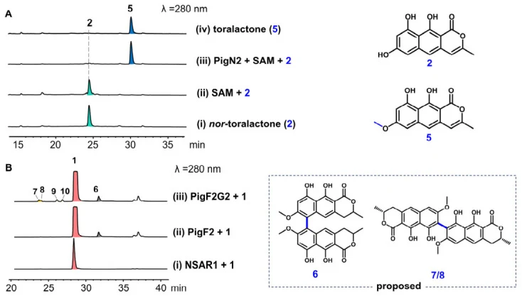 In vitro biochemical characterization of PigN2 and PigF2/G2. ( A ) HPLC traces showing the conversion of nor -toralactone ( 2 ) to toralactone ( 5 ) by purified PigN2 in the presence of SAM. ( B ) HPLC analysis of the conversion of ( R )-semivioxanthin ( 1 ) with PigF2/PigG2-containing lysate obtain