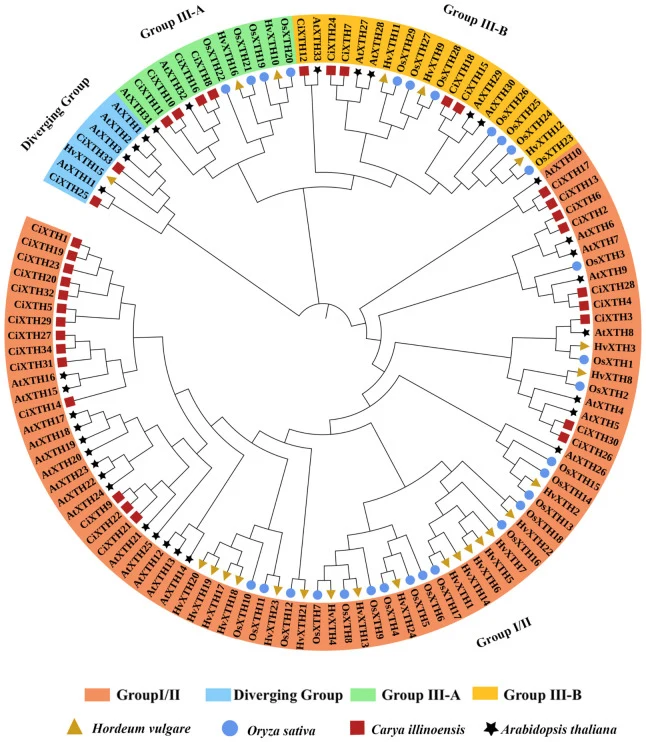 Phylogenetic classification of XTH proteins in C. illinoinensis and other species. The phylogenetic tree was generated based on full-length protein sequences comprising 34 members from C. illinoinensis , 24 from Hordeum vulgare , 29 from Oryza sativa , and 33 from Arabidopsis thaliana . Terminal nod