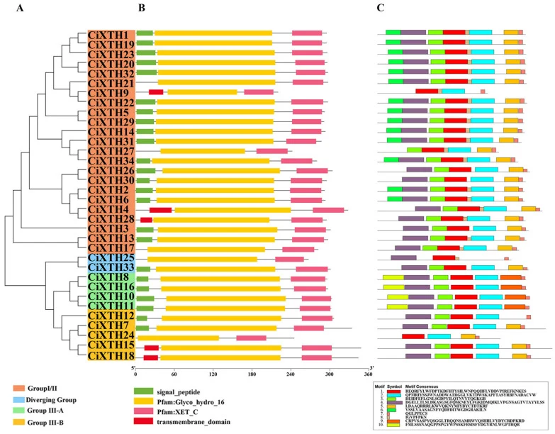 Gene structure, conserved domain architecture, and motif distribution of CiXTH family members. ( A ) The phylogenetic tree of C. illinoinensis ; branch background colors indicate subfamily classification: orange (Group I/II), blue (Diverging Group), green (Group III-A), and yellow (Group III-B). ( B