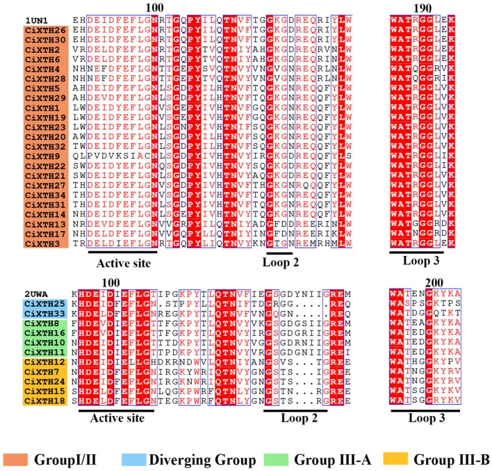 Structure-based sequence alignment of CiXTH proteins. Multiple sequence alignment of CiXTH proteins with two crystallographically resolved XTH structures, PDB ID: 1UN1 and 2UWA. Proteins highlighted with orange, blue, green, and yellow backgrounds represent Group I/II, Diverging Group, Group III-A,