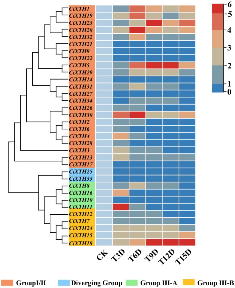 Expression profiles of CiXTH genes in C. illinoinensis . Heatmap showing the expression levels of CiXTH genes under drought stress at 0, 3, 6, 9, 12, 15 days. The relative expression level data of the heat map is based on the fold change in FPKM values. The colored labels on the left indicate the fo