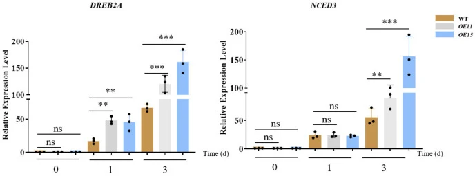 Expression analysis of drought-responsive genes in WT, OE11 , and OE15 . Relative expression levels of DREB2A and NCED3 in WT, OE11 , and OE15 plants after 15% PEG treatment for 0, 1, 3 days. Gene expression levels were normalized to reference EF1a gene and are presented relative to WT at 0 d. Three