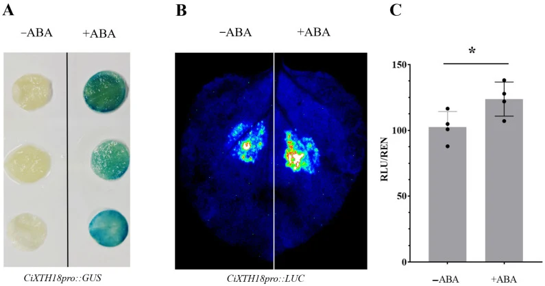 ABA-responsive activity of the CiXTH18 promoter. ( A ) Histochemical GUS staining of tobacco leaves infiltrated with the agrobacterial strains containing CiXTH18pro::GUS. The bluer the color, the higher the activation level. ( B ) Representative luciferase luminescence image of tobacco leaves infilt