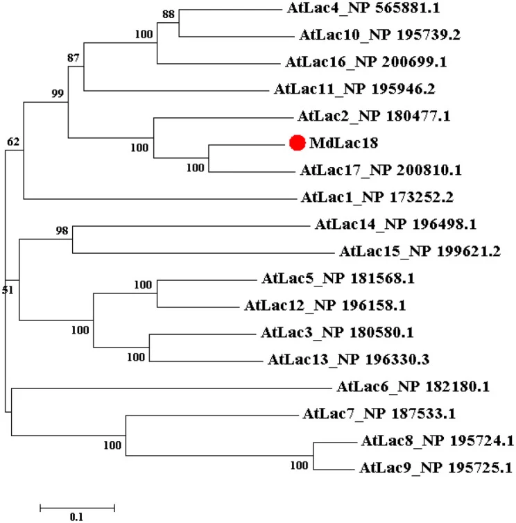 MdLac18与拟南芥17个漆酶基因的系统发育树。