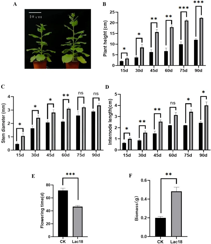 Phenotypic observation of Lac18 transgenic tobacco and common tobacco. (A) 60d growth.On the left of each picture is CK,
