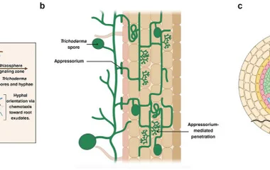 Colonization of plant roots by Trichoderma. (a) Recognition and chemotaxis in the rhizosphere: Trichoderma spores and hy