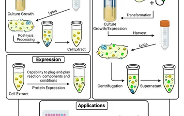 Cell-free and cell-based protein synthesis systems. The figure illustrates a comparison between extract preparation for