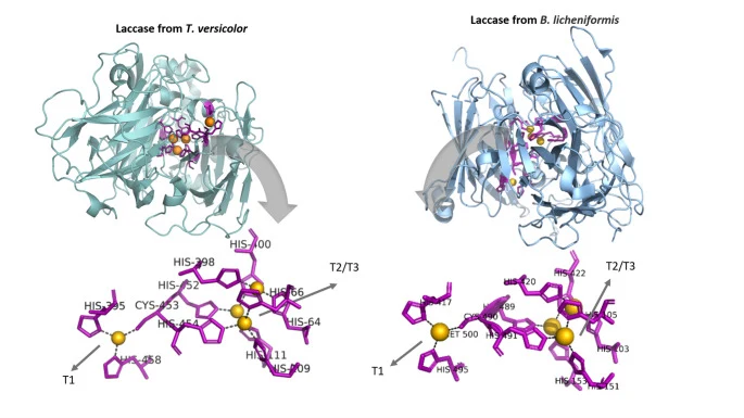 Overall structure and copper centers of laccases from Trametes versicolor (PDB code 1GYC) and Bacillus licheniformis (PDB code 9BD5). Molecular representations were generated using Pymol