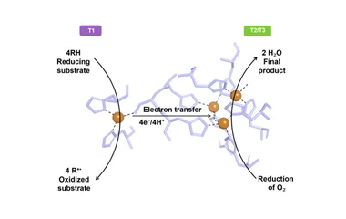 重组漆酶表达策略：从实验室改造到环境修复的绿色引擎