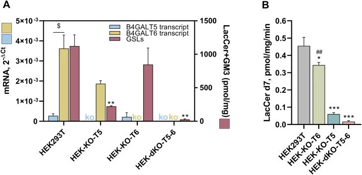 Characterization of KO HEK293T cell model. A: HEK293T cells lacking B4GALT5 (HEK-KO-T5), B4GALT6 (HEK-KO-T6), or both (HEK-dKO-T5-6) were subjected to RNA and GSL (LacCer + GM3) quantification by RT-qPCR and LC-MS/MS, respectively. LacCer + GM3 values represent the sum of all acyl species from C16:0