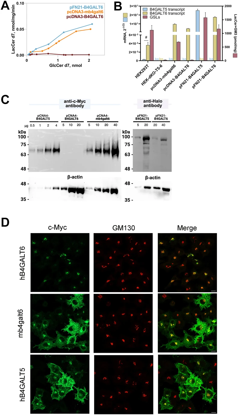 Characterization of B4GALT6. A: HEK-dKO-T5-6 were transfected with mouse or human B4GALT6 cloned in a pCDNA3 vector (pcDNA3-mb4galt6 or pcDNA3-B4GALT6, respectively), or in a pFN21 vector encoding an N-terminal Halo tag (pFN21-B4GALT6). The homogenates of transfected cells were used as the enzyme so
