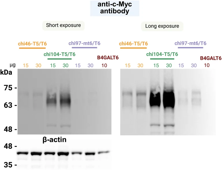 Expression of chimeric constructs of B4GALT6. Human B4GALT6 cDNA, cloned in a pCNA4 vector encoding a C-terminal c-Myc tag, was manipulated to substitute parts of the stem region with those of B4GALT5 or mouse b4galt6. Chi46-T5/T6: the first 46 amino acids of the chimera correspond to B4GALT5 protei