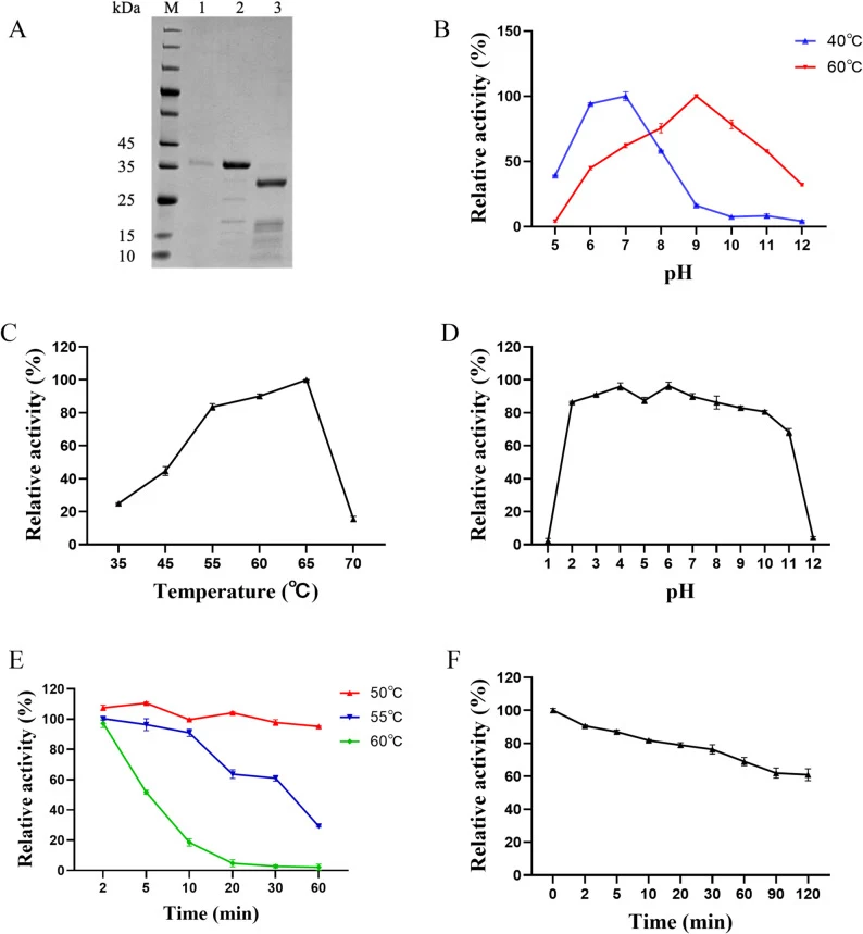 Heterologous expression of PrtA in K. phaffii and its enzymatic properties. A SDS-PAGE analysis of recombinant PrtA. M: Protein molecular weight marker, lane 1: culture supernatant from the induced transformant, lane 2: Purified PrtA, lane 3: purified PrtA after deglycosylation with Endo H. B Optima