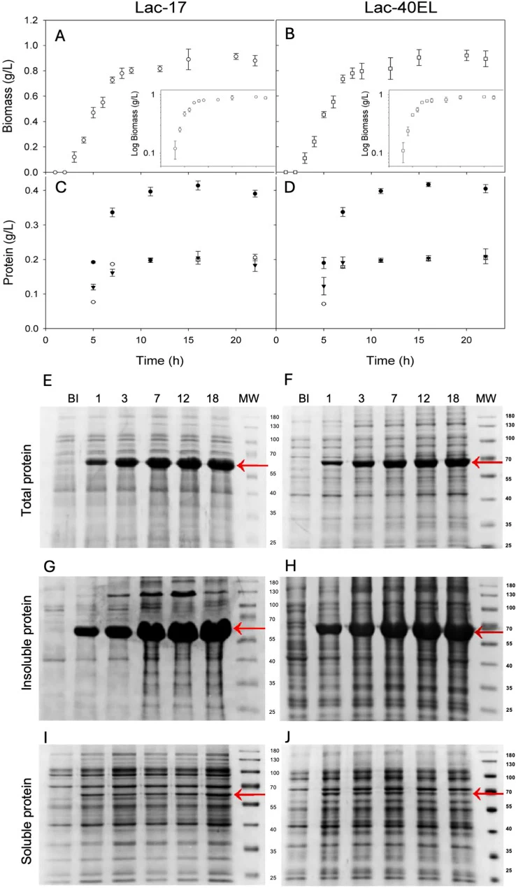 Growth kinetics of E. coli Lac-17 ( A ) and E. coli Lac-40EL ( B ), on a semilogarithmic scale, are shown in the inset. All cultures were performed in 250 mL shake Erlenmeyer flasks containing 50 mL of LB medium supplemented with ampicillin (100 µg/mL). The culture conditions were modified at specif