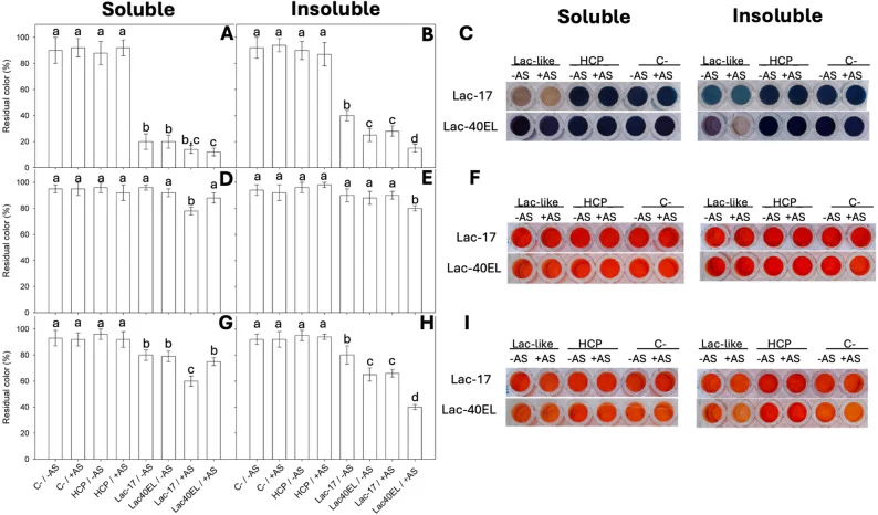 Comparison of Eriochrome Black T degradation in 100 mM Tris pH 9 with Lac-17 and Lac-40EL in soluble ( A , C ) and inclusion bodies fractions ( B , C ). Comparison of Congo Red degradation in 100 mM Tris pH 9 with Lac-17 and Lac-40EL in soluble ( D , F ) and inclusion bodies fractions ( E , F ). Com