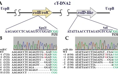 Targeted genome engineering in sweet potato leaves using the Cas9/gRNA system. ( A ) Schematic illustration of the gRNA
