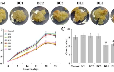 对照与转基因甘薯愈伤组织(CRISPR/Cas9突变Ib-rolB/C和Ib-rolD样基因)的生长特性。 (A) 培养35天后的代表性图像。 (B) 35天内鲜重生物量积累的生长曲线。