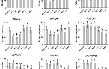 对照及CRISPR/Cas9诱导Ib-rolB/C和Ib-rolD-like基因突变的甘薯愈伤组织系中,次生代谢相关基因(IbPAL、IbC4H等)和生长相关基因(IbNAC1等)表达分析。数值以均值±标准