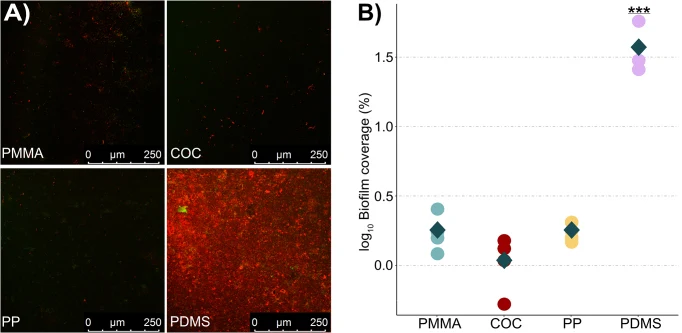 培养6小时后,Phaeobacter piscinae S26 P tdaC GFP在PMMA、COC、PP和PDMS上的早期生物膜覆盖。(A) P. piscinae S26 P tdaC GFP在PMMA、COC、PP和PDMS表面形成生物膜的共聚焦激光扫描显微镜(CLSM)图像;细胞经Syto62染色。(B) 各表面生物膜log10覆盖度的定量。数据基于四次生物学重复,均值以菱形符号表示。