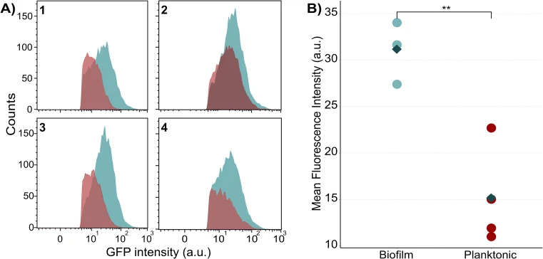 Expression of P tdaC GFP reporter in Phaeobacter piscinae S26 grown planktonically or as a biofilm. (A) Flow cytometric measure of GFP intensity for biofilm (turquoise) and planktonic (red) samples in four replicates, gated to exclude background noise ( Supplementary Fig. 1 ). (B) Mean fluorescence