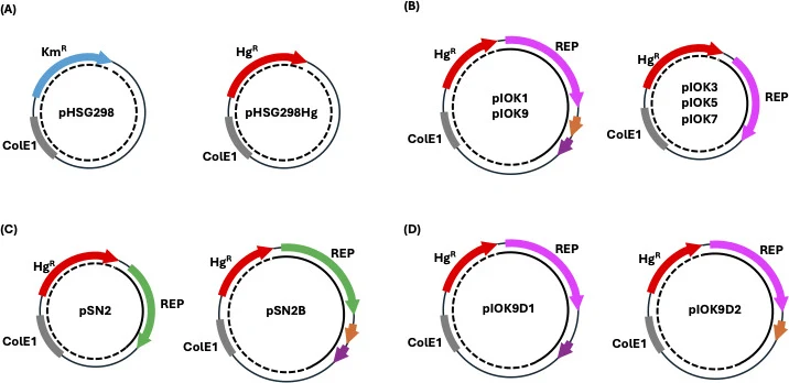 Schematic illustration of the vectors. ( A ) E. coli vectors. pHSG298 is a ColE1-based E. coli vector used as a backbone plasmid for all shuttle vectors constructed in this study. pHSG298Hg is a derivative of pHSG298 in which the kanamycin resistance gene (Km R ) is replaced with a thermostable hygr