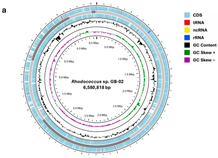 ( a ) 菌株GB-02(15个重叠群)草图基因组的环形示意图,由Proksee生成。编码序列(CDS,浅蓝色)、tRNA(红色)、ncRNA(黄色)、rRNA(深蓝色)、GC含量(黑色)以及GC偏斜曲线(+/−,绿色/紫色)。( b ) 菌株GB-02(蓝色高亮)与红球菌属模式菌株基因组的系统发育基因组树,使用模式菌株基因组服务器(TYGS)推断。分支上方的数字表示基于100次重复的基因组BLAST距离系统发育(GBDP)伪自举值,大于60%。比例尺对应0.01个替换。