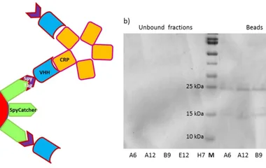 Nanobody-dependent CRP Immunoprecipitation. ( a ) Schematic representation of the procedure: nanobodies (VHHs) interact