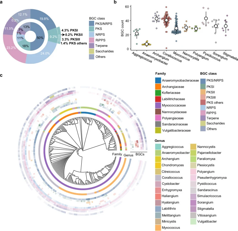 a A double-layered doughnut chart was constructed to provide an overview of BGC composition in myxobacteria. The outer layer represents the relative abundance of each BGC class, while the inner layer distinguishes the number of known myxobacterial NPs contributed by each class of BGC. The source dat