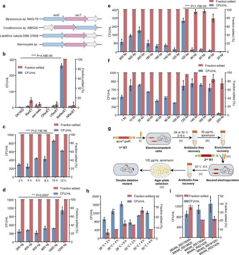 a Identification of recET orthologs in Myxococcales . Light blue arrows denote recE exonuclease homologs, magenta arrows indicate recT annealase alleles, and white arrows stand for hypothetical protein genes. The taxonomic origin of each recET operon is indicated. b Functional characterization of di
