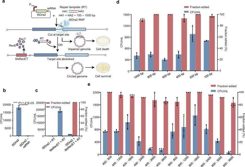 a Diagrammatic sketch for the combination of TnpB cleavage and MxRecET recombineering to enable facile scarless gene editing in DK1622. Illustrations created in BioRender. 1, 1. (2026) https://BioRender.com/elllytf . b Plasmid interference assay. The schematic diagram is present in Supplementary Fig