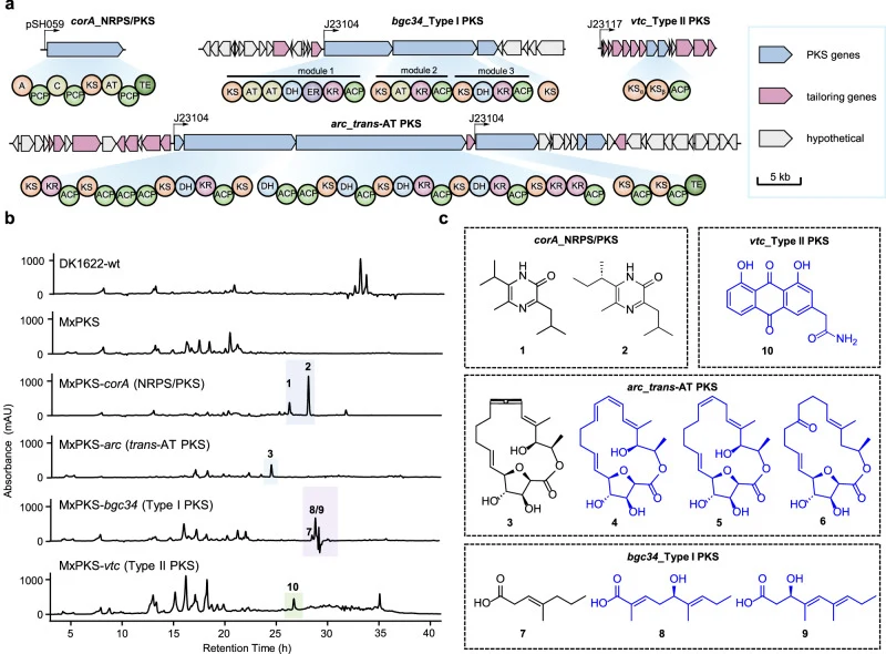 a Schematic diagram for gene arrangement of the BGCs coding for 5-methylated pyrazinones ( corA ), archangiumides ( arc ), branched fatty acids ( bgc34 ), and anthraquinone ( vtc ), respectively. The module and domain arrangements of modular PKS and/or hybrid PKS/NRPS megasynthetases are specified.