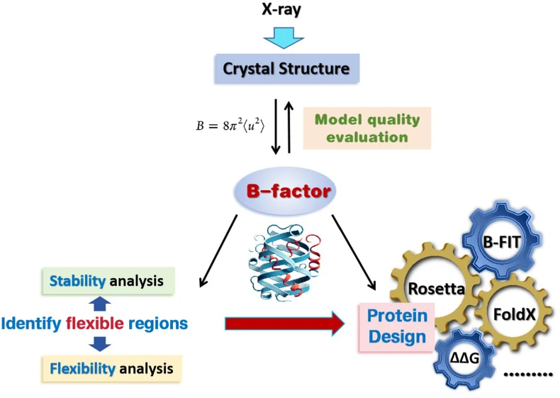 B-factor identification of protein flexible regions and its application in stability design.